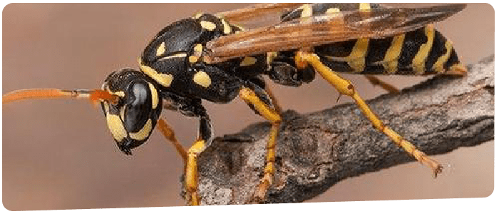 Wasp Removal Canberra