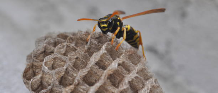 Wasp Removal Services